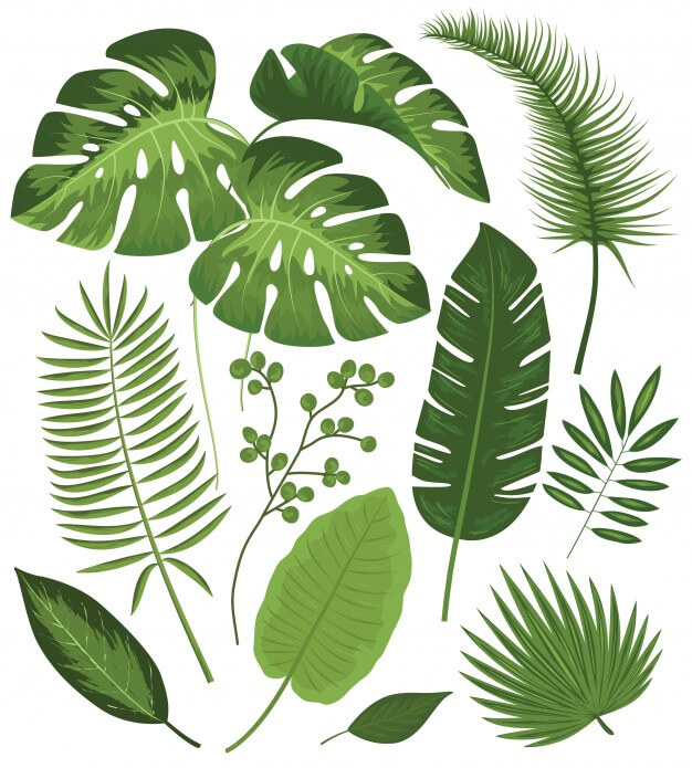 Collection of tropical leaves