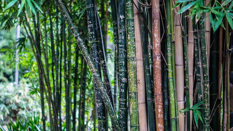 Bamboo Tall Trees