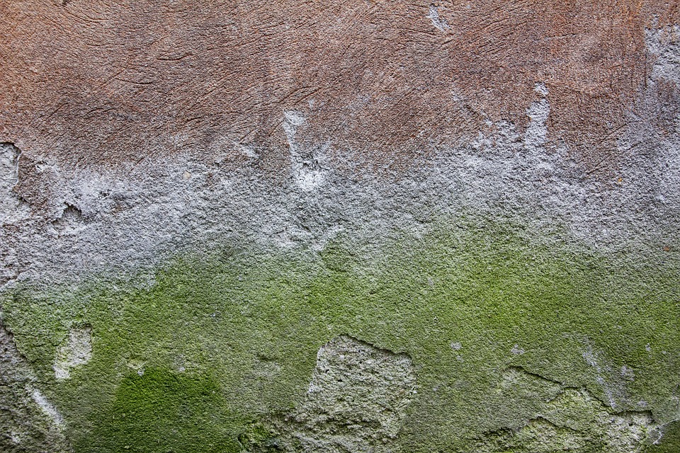 Concrete wall texture green