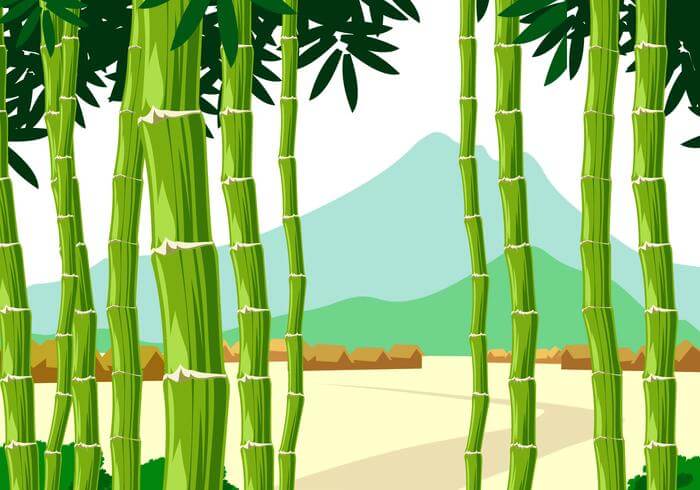 Panorama Bamboo