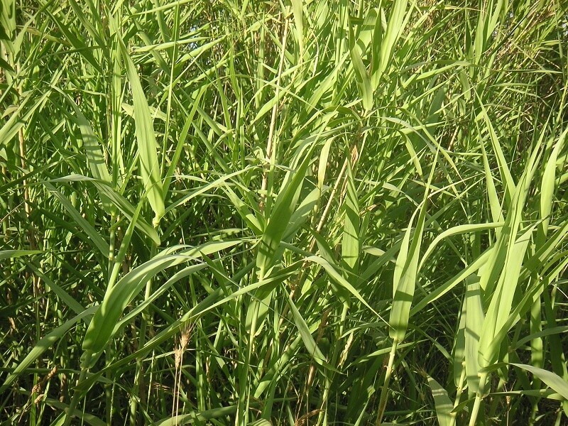 Marsh grass Stock
