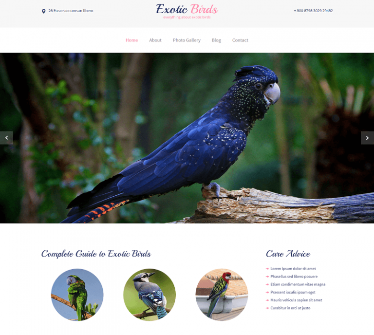 32 Best Free Animals & Pets Html Website Templates 2025
