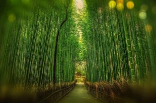 Free Bamboo Textures