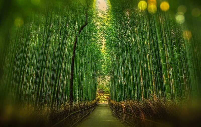 Kyoto Japan Bamboo