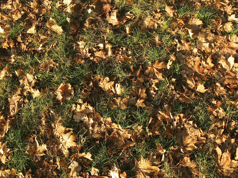 Autumn grass textures with leaves