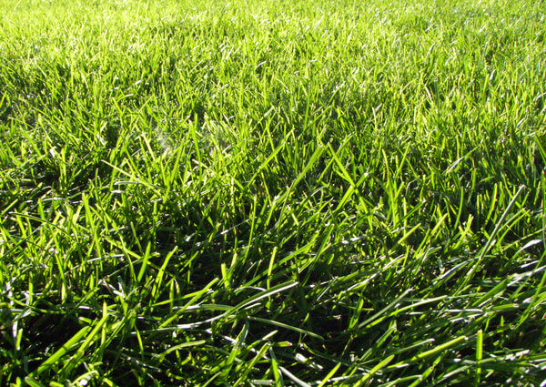 Grass Texture IV