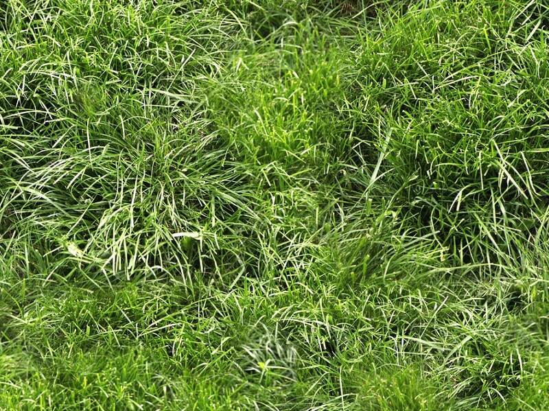 Grass for Ground Seamless