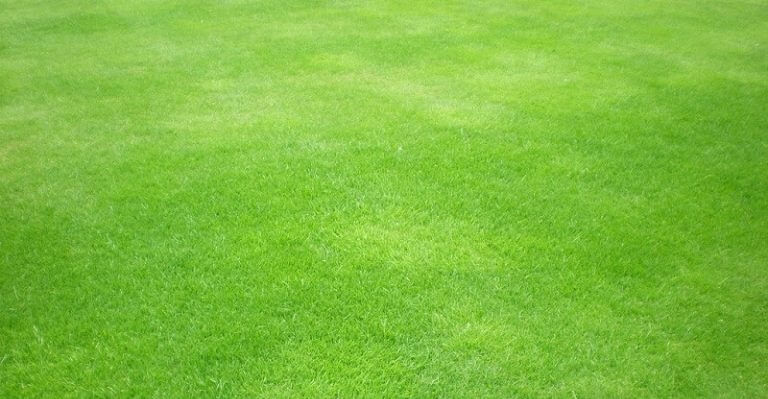 Free Grass Textures