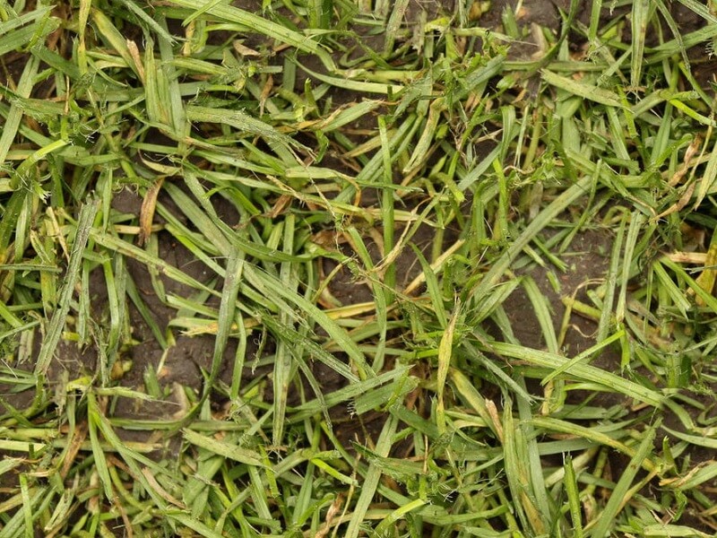 Seamless Wet Grass