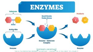 Enzymes Enable Digest Carbs