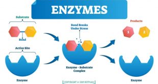 Enzymes Enable Digest Carbs