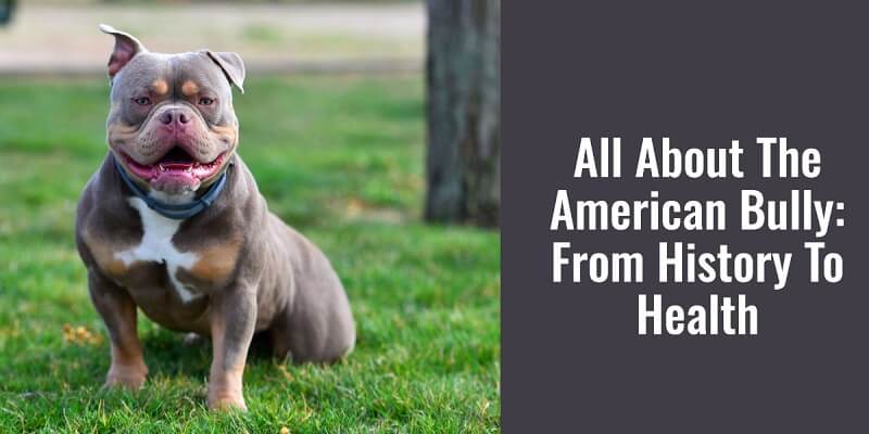 American Bully