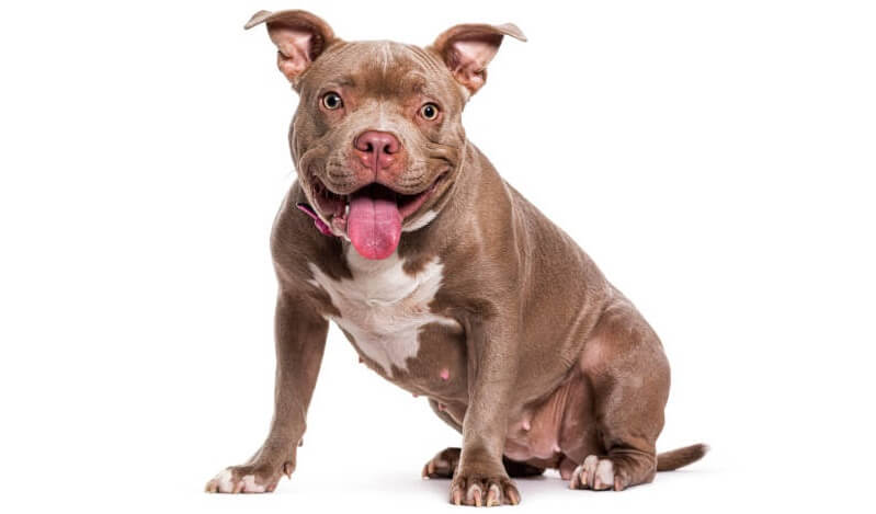 History of the American Bully
