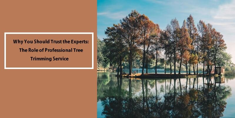 Role of Professional Tree Trimming Service