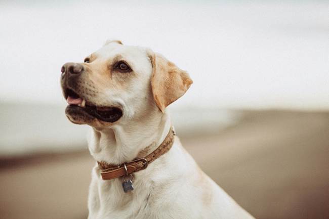 Tips for Training Your Dog With a GPS Shock Collar