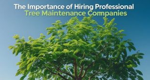 Importance of Hiring Professional Tree Maintenance Companies