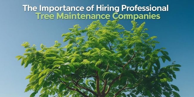 Importance of Hiring Professional Tree Maintenance Companies
