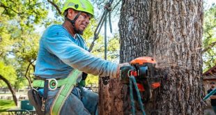 Importance of Professional Tree Removal