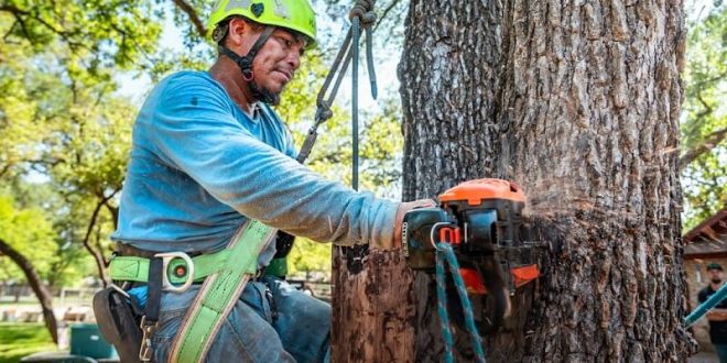Importance of Professional Tree Removal