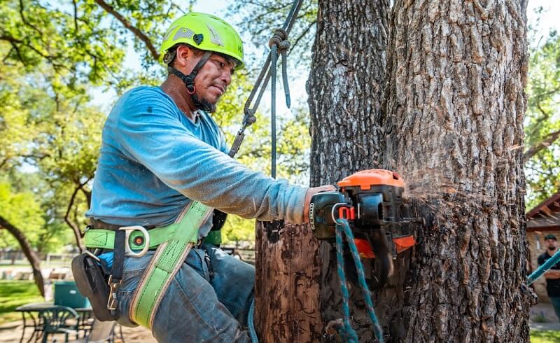 Importance of Professional Tree Removal