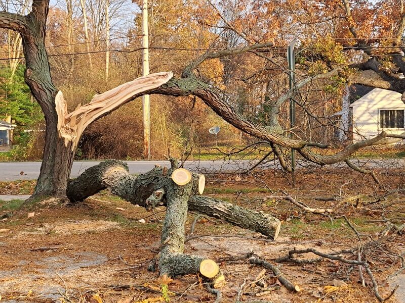 Role of Expert Tree Services in Maintaining a Healthy Ecosystem